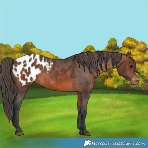 Horse Color:Brown Appaloosa 