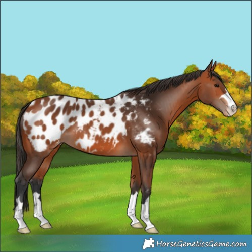 Horse Color:Bay Appaloosa 