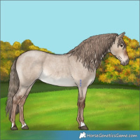 Horse Color:Liver Red Dun Roan 