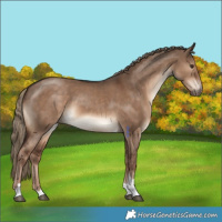 Horse Color:Liver Red Dun Tobiano