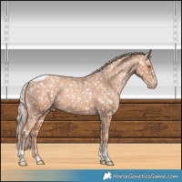 Horse Color:Gold Champagne Tobiano Appaloosa 