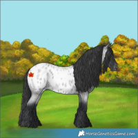 Horse Color:Blue Roan Appaloosa