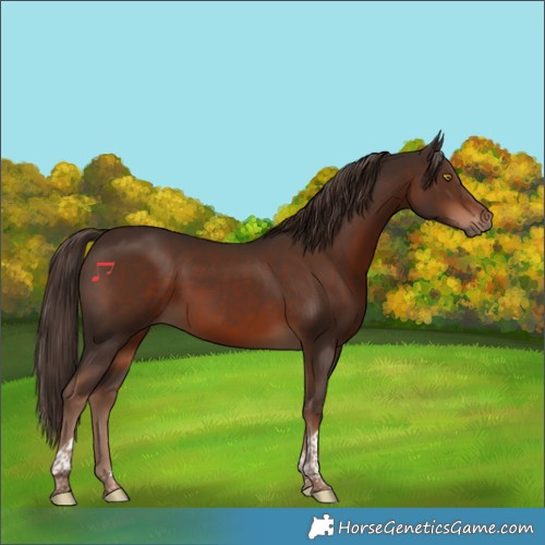 Horse Color:Liver Chestnut Tobiano
