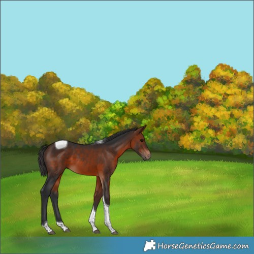 Horse Color:Bay Tobiano