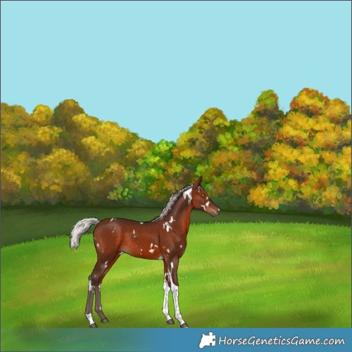Horse Color:White Spotted Silver Brown Tobiano Rabicano 