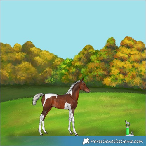 Horse Color:Silver Brown Tobiano Rabicano 