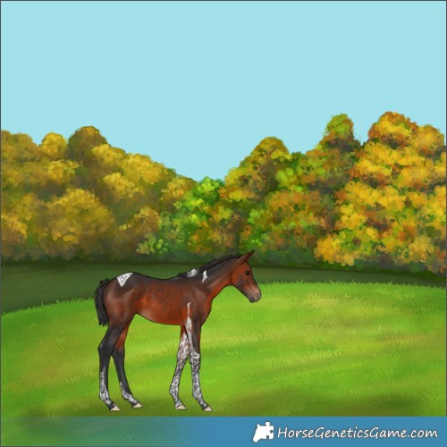 Horse Color:Bay Tobiano