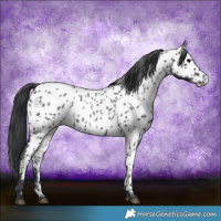 Horse Color:Blue Roan Frame Appaloosa 