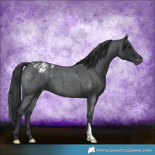 Horse Color:Blue Roan Appaloosa 