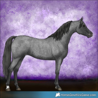 Horse Color:Blue Roan Appaloosa 