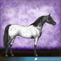 Horse Color:Blue Roan Appaloosa 