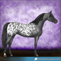Horse Color:Blue Roan Appaloosa 