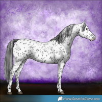 Horse Color:Blue Roan Appaloosa 