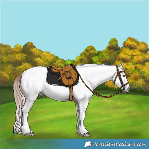 Horse Color:Gray Red Roan Splash Appaloosa Rabicano 