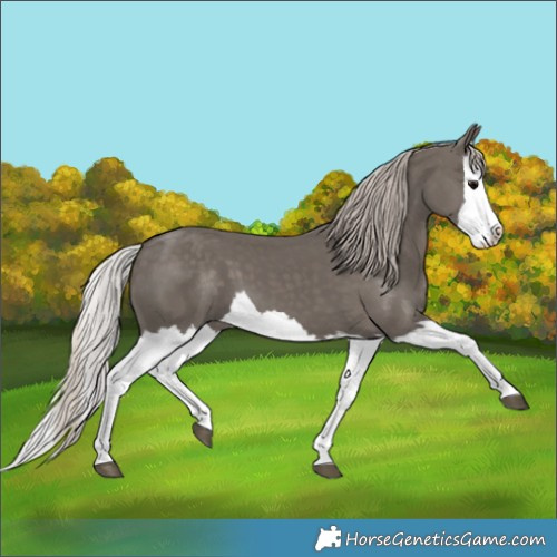 Horse Color:Silver Black Splash