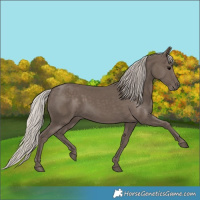 Horse Color:Silver Black 