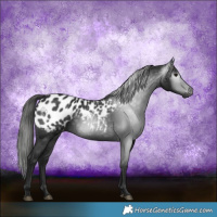 Horse Color:Gray Black Appaloosa 