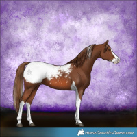 Horse Color:Chestnut Splash Tobiano Appaloosa