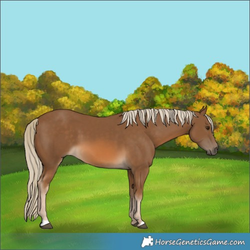 Horse Color:Chocolate Palomino 