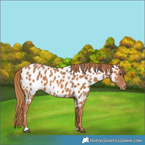 Horse Color:Chestnut Appaloosa 