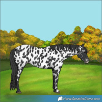 Horse Color:Black Appaloosa 