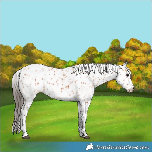 Horse Color:Bay Appaloosa 