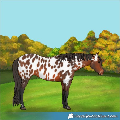 Horse Color:Bay Appaloosa 
