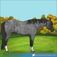 Horse Color:Blue Roan Tobiano 