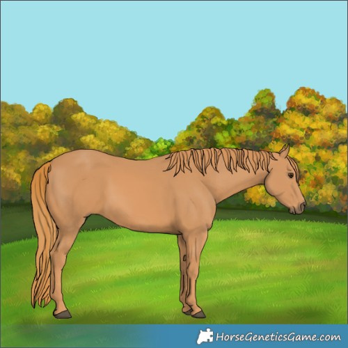 Horse Color:Chestnut Rabicano