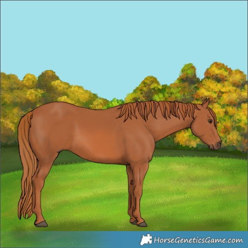 Horse Color:Chestnut Rabicano 