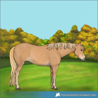 Horse Color:Chestnut Rabicano 
