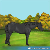 Horse Color:Black Rabicano 