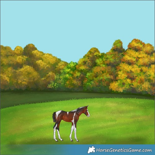 Horse Color:Bay Sabino Splash Tobiano Appaloosa
