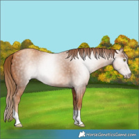 Horse Color:Gray Gold Champagne Tobiano 