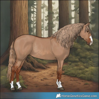 Horse Color:Red Dun Rabicano 