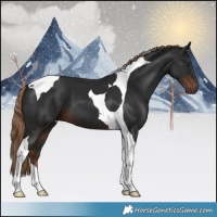 Horse Color:Liver Chestnut Tobiano 