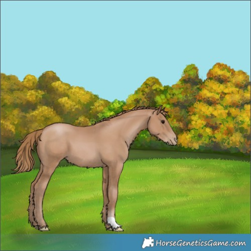 Horse Color:Black Pearl 