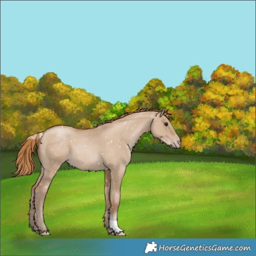 Horse Color:Grullo Pearl Appaloosa 