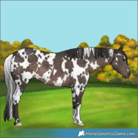 Horse Color:Platinum White Spotted Liver Chestnut