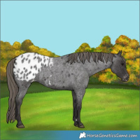 Horse Color:Smoky Blue Roan Appaloosa