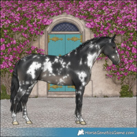 Horse Color:White Spotted Black