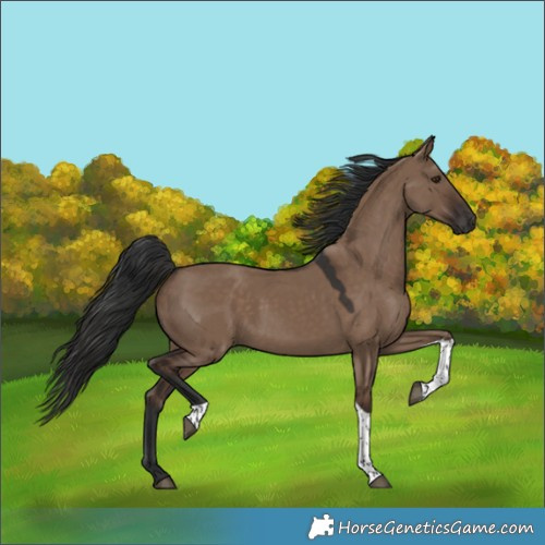 Horse Color:Liver Red Dun Tobiano Rabicano 