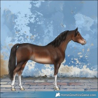 Horse Color:White Spotted Liver Chestnut 