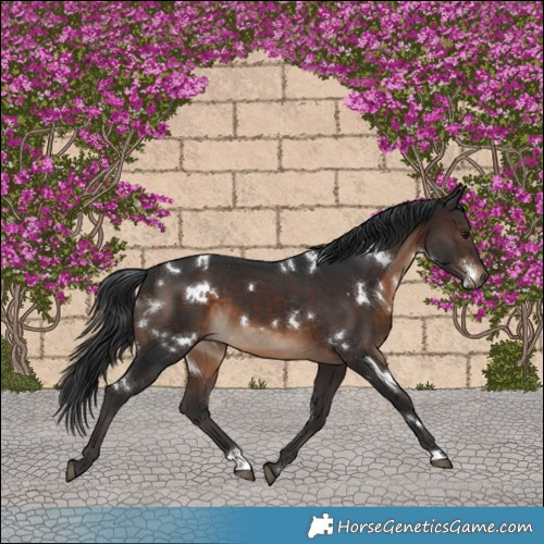 Horse Color:White Spotted Brown
