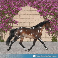 Horse Color:White Spotted Brown 