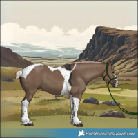 Horse Color:Liver Red Dun Tobiano