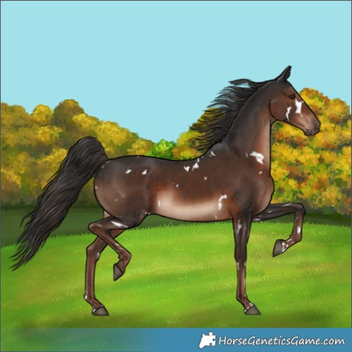 Horse Color:White Spotted Liver Chestnut 