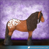 Horse Color:Bay Appaloosa