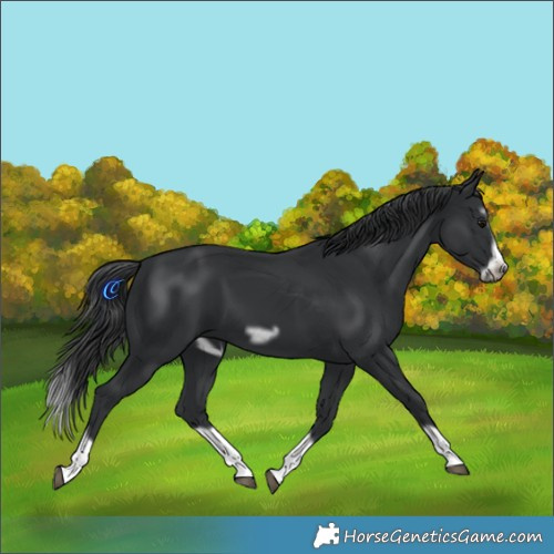 Horse Color:Black Splash Frame 