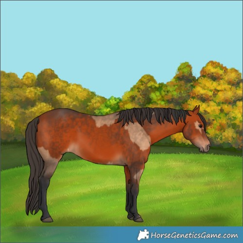 Horse Color:Bay Dun and Bay